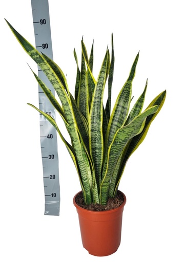 "Bogenhanf (Sansevieria laurentii) – pflegeleichte Zimmerpflanze, Höhe ca. 90 cm image"