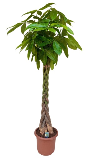 "Glückskastanie (Pachira aquatica) – pflegeleichte Zimmerpflanze, Höhe ca. 210 cm image"