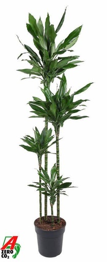 "Dracaena Janet Lind XXL - 180 cm image"