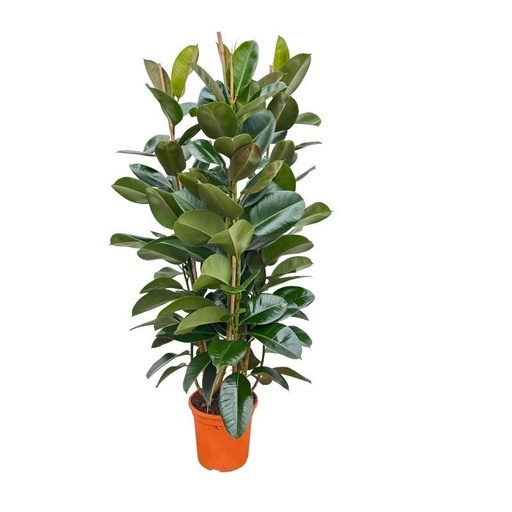 "Ficus Elastica Robusta Strauch - 140 cm  Ø27 image"