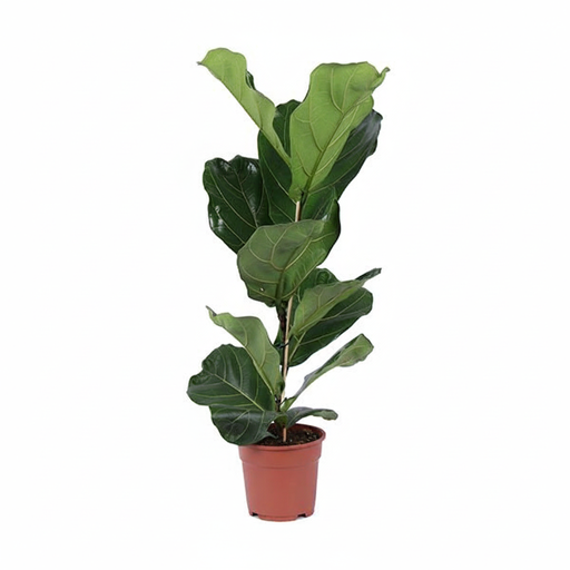 "Geigenfeige (Ficus lyrata) – pflegeleichte Zimmerpflanze, Höhe ca. 80 cm image"