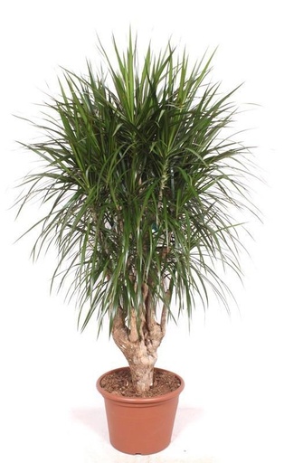 "Drachenbaum (Dracaena marginata) – pflegeleichte Zimmerpflanze, Höhe ca. 190 cm image"