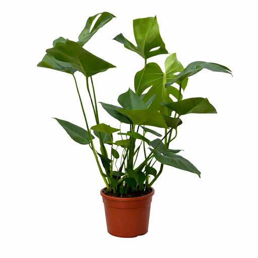 "Monstera - 70 cm image"