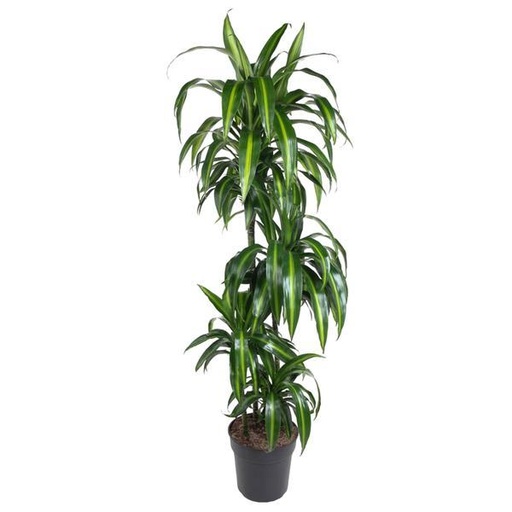 "Hawaii-Drachenbaum (Dracaena hawaiiensis) – pflegeleichte Zimmerpflanze, Höhe ca. 150 cm image"