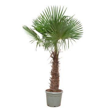 "Trachycarpus Fortunei - 240-270 cm, Ø40-Ø55 cm image"
