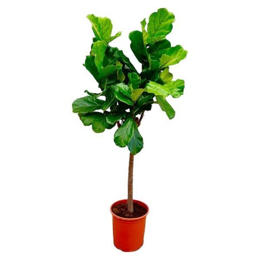 "Geigenfeige (Ficus lyrata) – pflegeleichte Zimmerpflanze, Topf-Ø 34 cm, Höhe ca. 34 cm image"