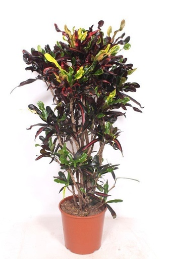 "Wunderstrauch 'Mammi' (Croton) – pflegeleichte Zimmerpflanze, Höhe ca. 140 cm image"