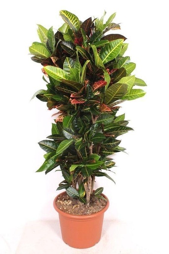"Wunderstrauch 'Petra' (Codiaeum variegatum) – pflegeleichte Zimmerpflanze, Höhe ca. 170 cm image"