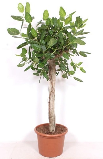 "Banyanbaum (Ficus benghalensis) – pflegeleichte Zimmerpflanze, Höhe ca. 200 cm image"