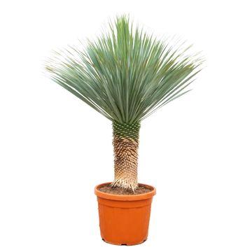 "Blaue Palmlilie (Yucca rostrata) – pflegeleichte Zimmerpflanze, Höhe ca. 160 cm image"