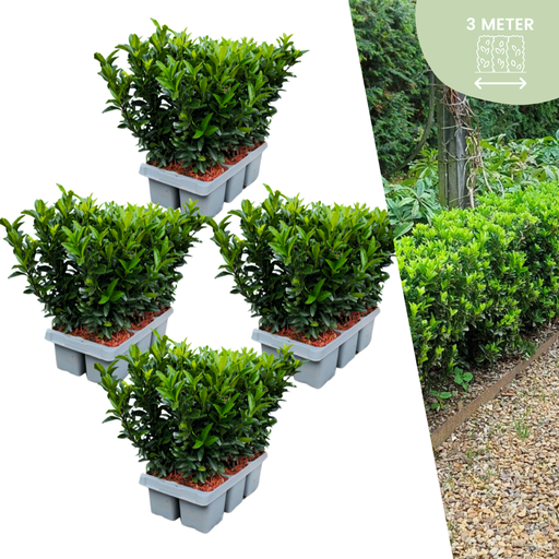 "Kletterspindel 'Green Spire' 24er-Set (Euonymus fortunei) – winterharter Kletterstrauch, Topf-Ø 7 cm, Höhe ca. 15 cm image"