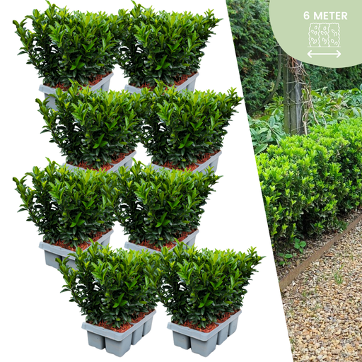 "Kriechspindel 'Green Spire' 48er-Set (Euonymus fortunei) – winterharter immergrüner Bodendecker, Topf-Ø 7 cm, Höhe ca. 15 cm image"
