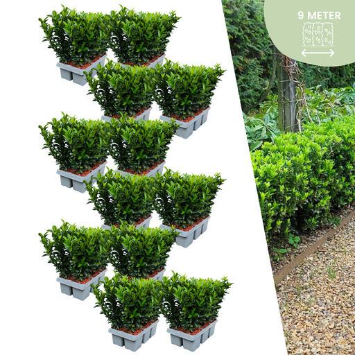 "Spindelstrauch 'Green Spire' 72er-Set (Euonymus japonicus) – winterharter Zierstrauch, Topf-Ø 7 cm, Höhe ca. 15 cm image"