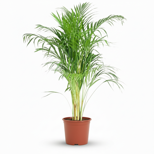 "Zimmerpflanze (Plante d'intérieur) – pflegeleichte Zimmerpflanze, Höhe ca. 21 cm image"