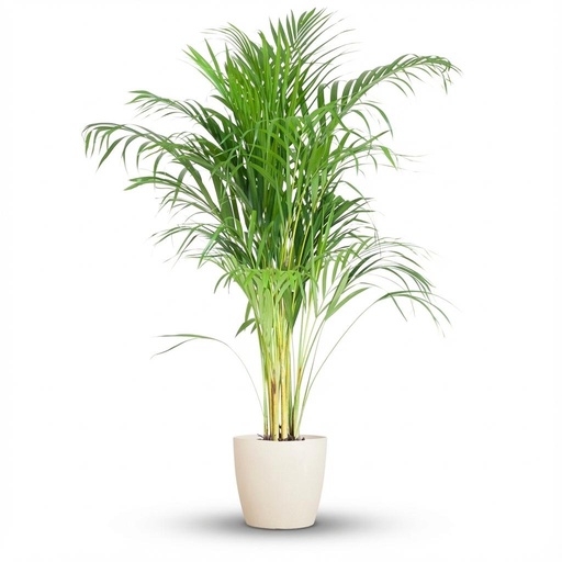 "Areca Palm (Dypsis) mit Potter Weiß - 100cm - Ø21 image"