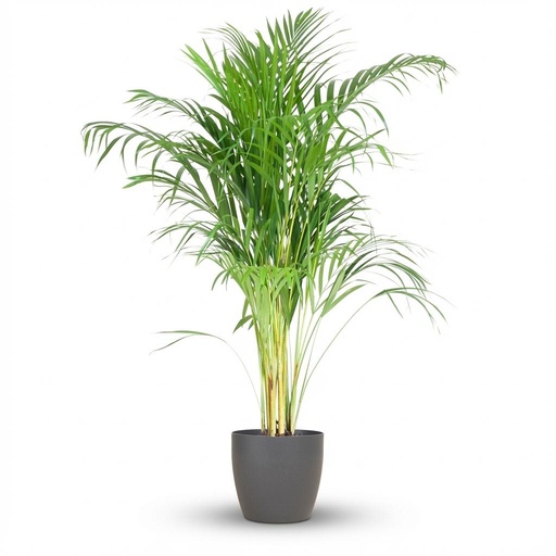 "Goldfruchtpalme (Areca) – pflegeleichte Zimmerpflanze, Höhe ca. 100 cm image"