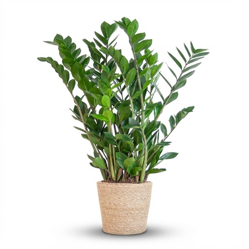"Glücksfeder (Zamioculcas zamiifolia) – pflegeleichte Zimmerpflanze, im Dekokorb, Höhe ca. 80 cm image"