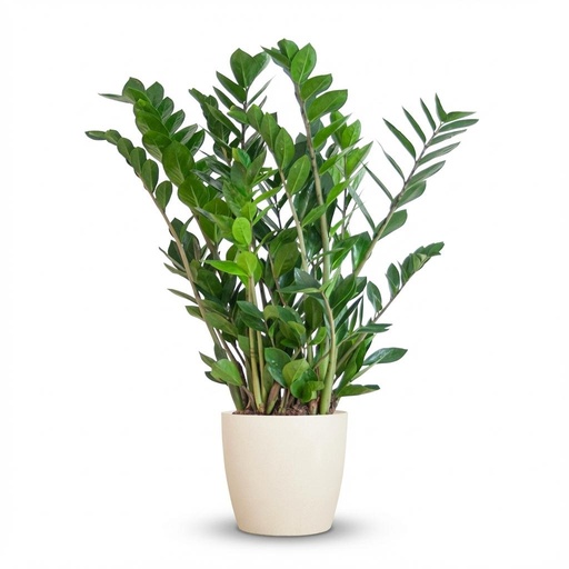 "Glücksfeder (Zamioculcas zamiifolia) – pflegeleichte Zimmerpflanze, Höhe ca. 80 cm image"
