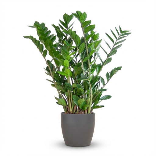 "Glücksfeder (Zamioculcas zamiifolia) – pflegeleichte Zimmerpflanze, Höhe ca. 80 cm image"