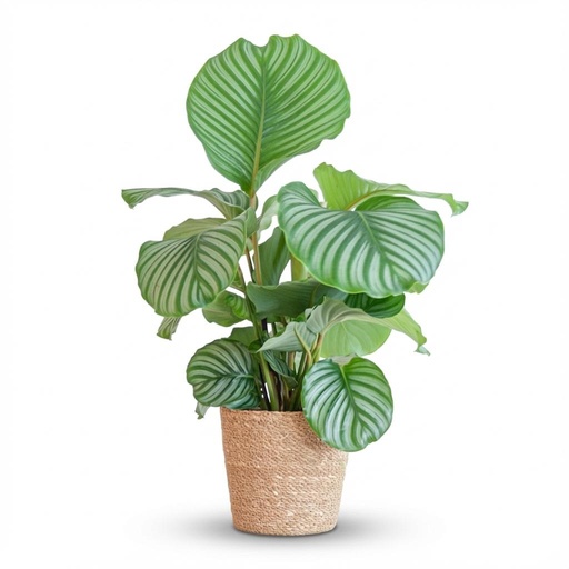 "Rundblättrige Korbmarante (Calathea orbifolia) – pflegeleichte Zimmerpflanze, im Dekokorb, Höhe ca. 65 cm image"
