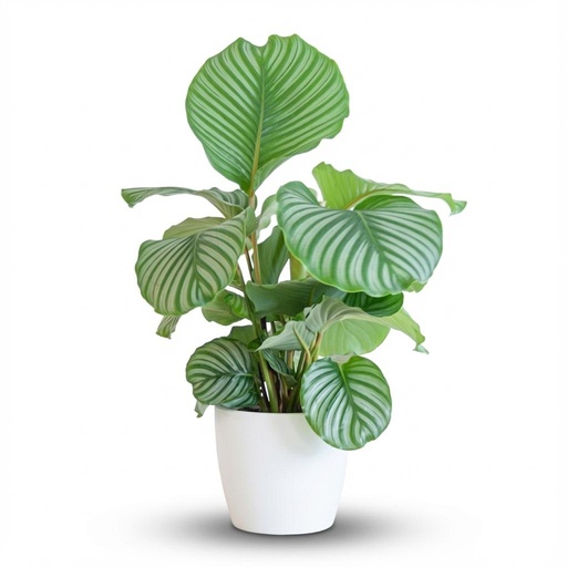 "Rundblättrige Korbmarante (Calathea orbifolia) – pflegeleichte Zimmerpflanze, Höhe ca. 65 cm image"