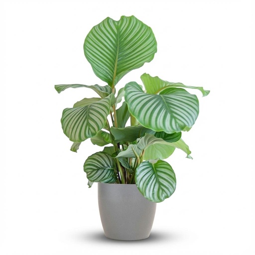 "Calathea Orbifolia  mit Potter grau - 65cm - Ø21 image"