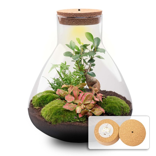"DIY Pflanzen Terrarium mit Licht - Sam XL Bonsai - Ø 30 cm Höhe ca. 32 cm image"