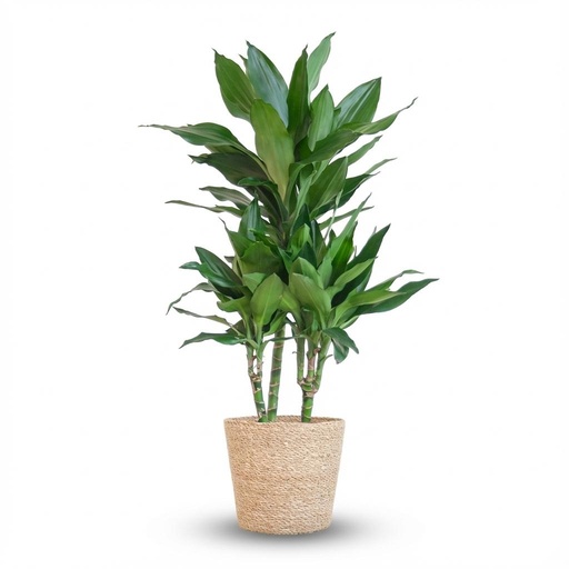 "Drachenbaum (Dracaena jamesii) – pflegeleichte Zimmerpflanze, im Dekokorb, Höhe ca. 95 cm image"