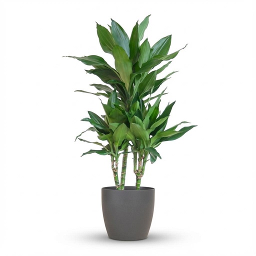 "Drachenbaum Janet Lind (Dracaena jamesii) – pflegeleichte Zimmerpflanze, Höhe ca. 95 cm image"