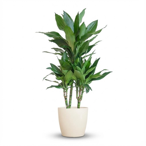 "Dracaena  Janet Lindt mit Potter Weiß - 95cm - Ø21 image"