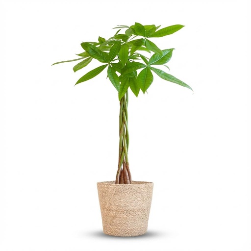 "Glückskastanie (Pachira aquatica) – pflegeleichte Zimmerpflanze, im Dekokorb, Höhe ca. 80 cm image"