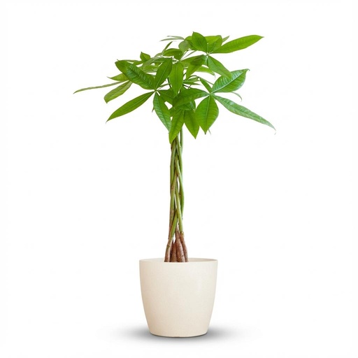 "Glückskastanie (Pachira aquatica) – pflegeleichte Zimmerpflanze, Höhe ca. 80 cm image"