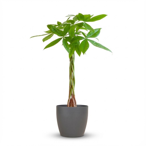 "Glückskastanie (Pachira aquatica) – pflegeleichte Zimmerpflanze, Höhe ca. 80 cm image"