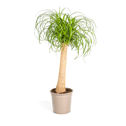 "Beaucarnea Recurvata Stamm Ø24cm - ↕80 - 100cm image"