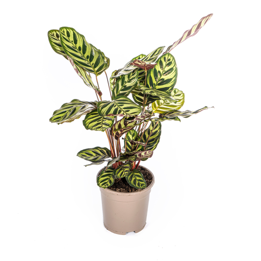 "Calathea Makoyana Ø17cm - ↕40 - 50cm image"