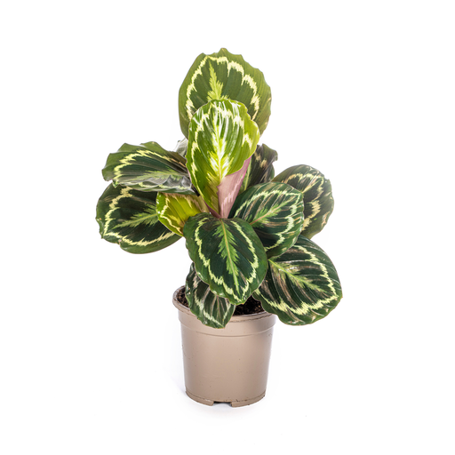 "Calathea Medallion Ø17cm - ↕40 - 50cm image"
