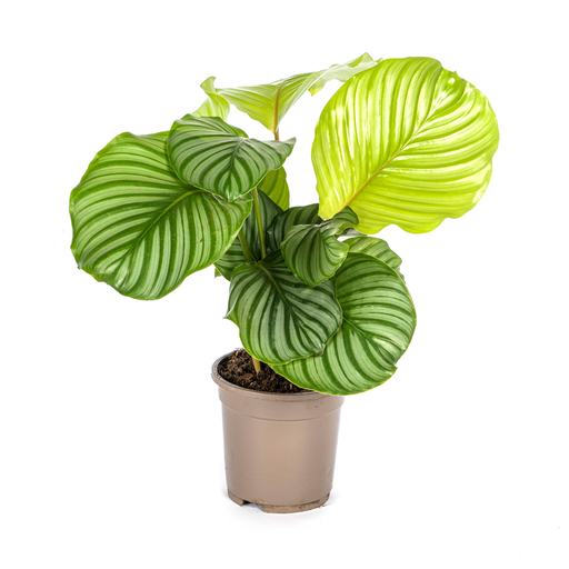 "Rundblättrige Korbmarante (Calathea orbifolia) – pflegeleichte Zimmerpflanze, Topf-Ø 17 cm, Höhe ca. 17 cm image"