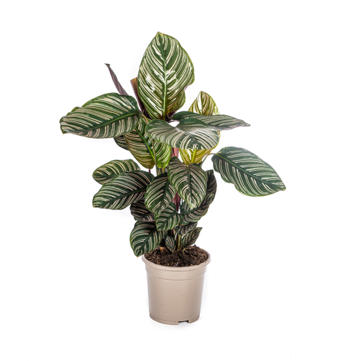 "Kolumbianische Korbmarante 'Ornata' (Calathea ornata) – pflegeleichte Zimmerpflanze, Topf-Ø 17 cm, Höhe ca. 17 cm image"