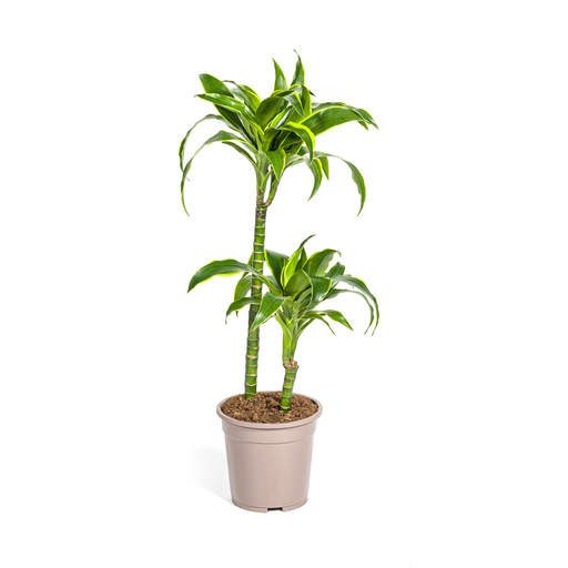 "Dracaena Deremensis Dorado Ø19cm - ↕70 - 90cm image"