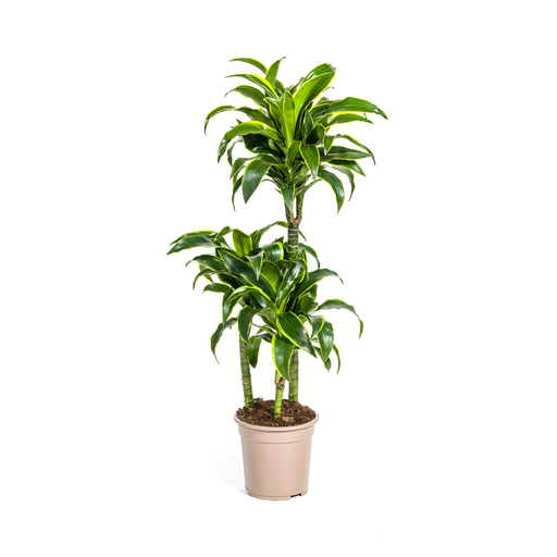 "Dracaena Deremensis Dorado Ø21cm - ↕100 - 120cm image"