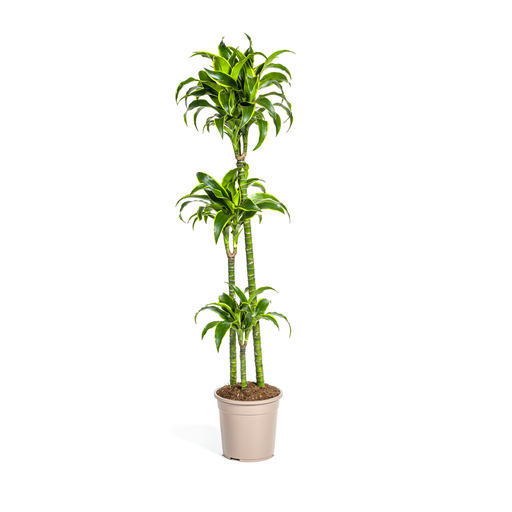 "Dracaena Deremensis Dorado Ø24cm - ↕120 - 140cm image"