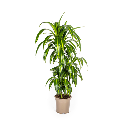 "Dracaena Deremensis Hawaiianischer Sonnenschein Ø21cm - ↕90 - 110cm image"