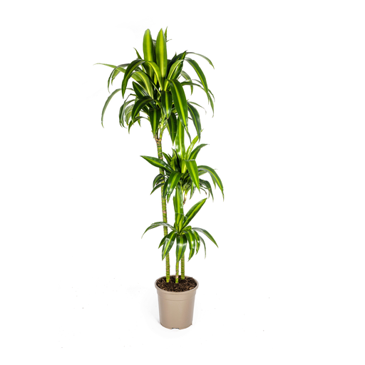 "Drachenbaum (Dracaena deremensis) – pflegeleichte Zimmerpflanze, Topf-Ø 24 cm, Höhe ca. 24 cm image"