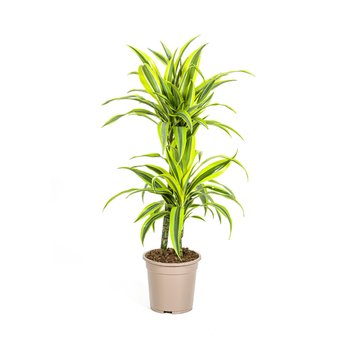 "Dracaena Deremensis Zitrone Limette Ø19cm - ↕70-90cm image"