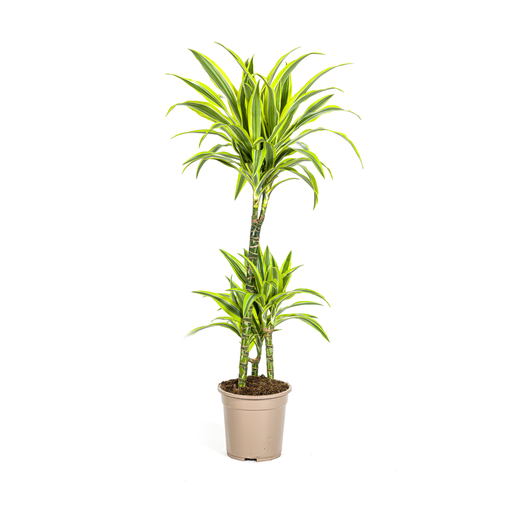 "Dracaena Deremensis Zitronen-Limette Ø21cm - ↕90 - 110cm image"