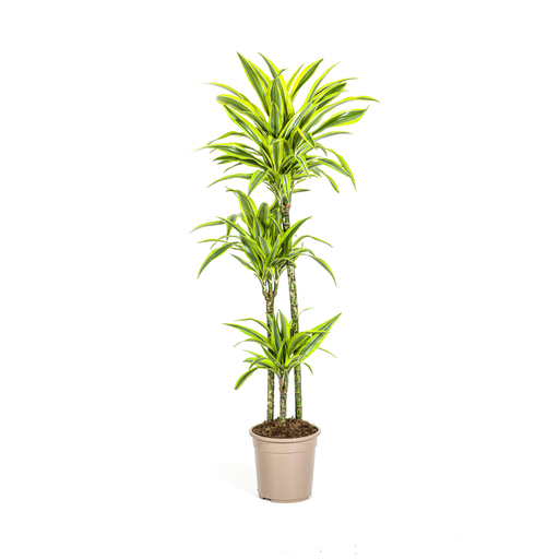 "Drachenbaum (Dracaena deremensis) – pflegeleichte Zimmerpflanze, Topf-Ø 24 cm, Höhe ca. 24 cm image"