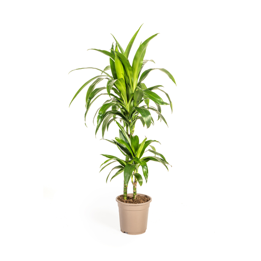 "Dracaena Deremensis Lisa Ø19cm - ↕70-90cm image"