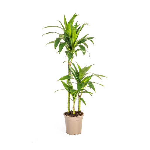 "Dracaena Deremensis Lisa Ø21cm - ↕90 - 110cm image"