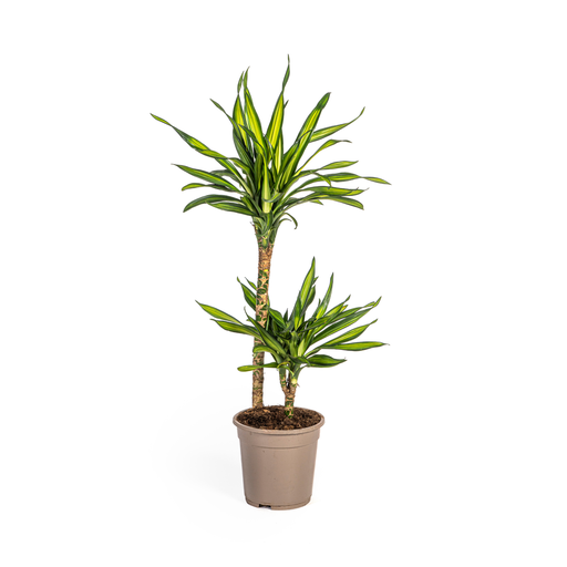 "Dracaena Deremensis Rikki Ø19cm - ↕70-90cm image"