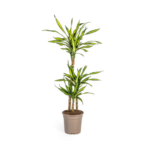 "Drachenbaum (Dracaena deremensis) – pflegeleichte Zimmerpflanze, Topf-Ø 21 cm, Höhe ca. 21 cm image"
